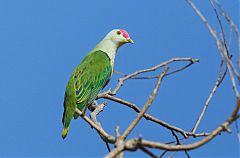 Rose-crowned Fruit-Dove